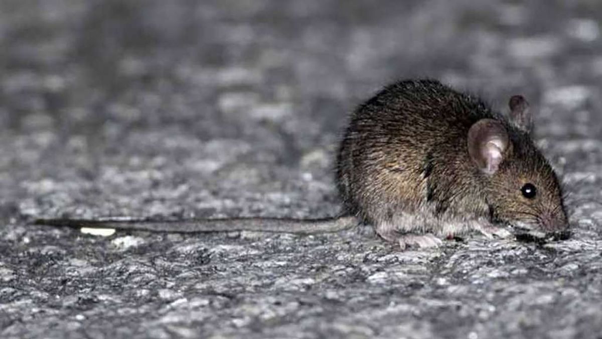 Confirman Un Caso De Hantavirus En Lomas De Zamora