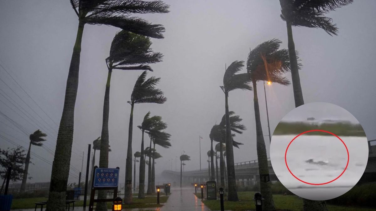 Video El huracán Ian dejó un tiburón nadando por las calles de Florida