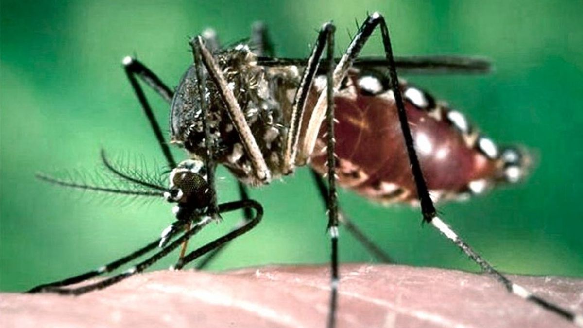 Dengue en Argentina cuáles son las provincias más afectadas por el brote