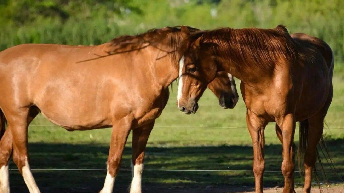 Confirman La Primera Muerte Por Encefalitis Equina En La Provincia De