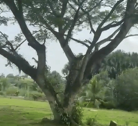 Tragedia en Colombia: cayó un avión militar con 125 personas a bordo y hay al menos 48 heridos