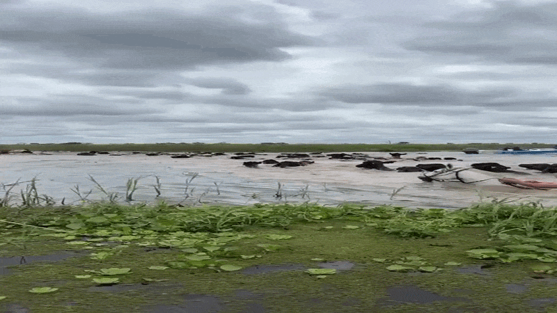 Alerta en el río Paraná: la desesperación de los ganaderos por las inundaciones en el Litoral