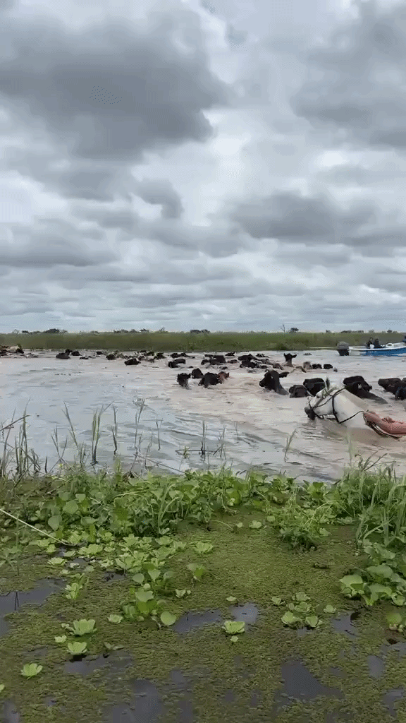 Alerta en el río Paraná: la desesperación de los ganaderos por las inundaciones en el Litoral