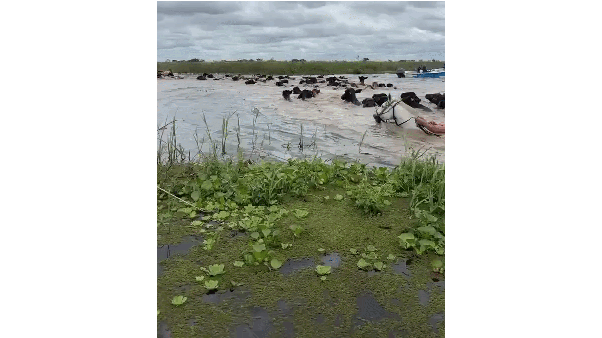 Alerta en el río Paraná: la desesperación de los ganaderos por las inundaciones en el Litoral
