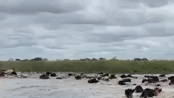 Alerta en el río Paraná: la desesperación de los ganaderos por las inundaciones en el Litoral