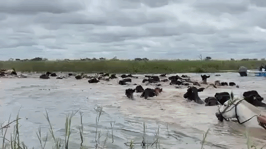 Alerta en el río Paraná: la desesperación de los ganaderos por las inundaciones en el Litoral