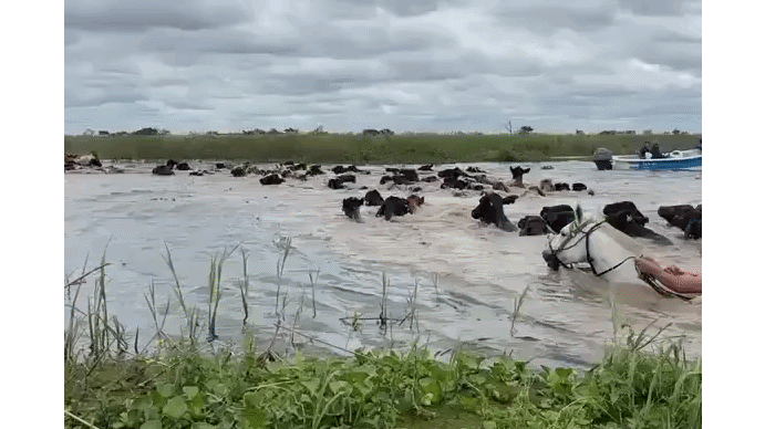 Alerta en el río Paraná: la desesperación de los ganaderos por las inundaciones en el Litoral
