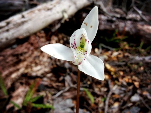 Lilium blanco, en recuerdo de Blanca