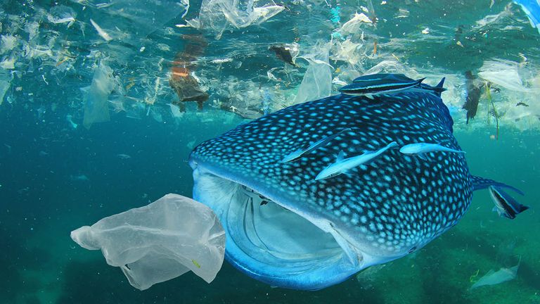Los animales marinos confunden a los plásticos con meduzas y otros peces. (Foto: Archivo)