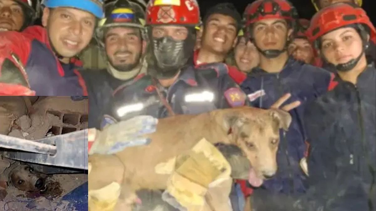 Bomberos rescataron a un perro entre los escombros por el terremoto de Venezuela. (Foto: A24.com)