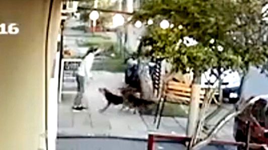 Villa Domínico: un grupo de perros mordió a una mujer y denuncian más ataques