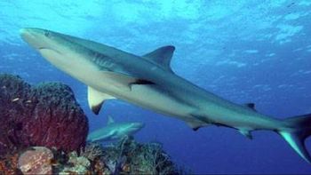 Viral: el momento en que varios tiburones se abrazan
