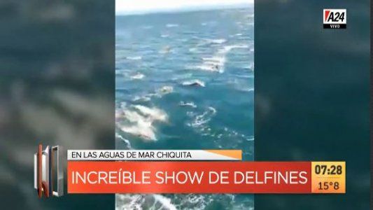 El increíble y atípico show de delfines en la costa de Mar Chiquita