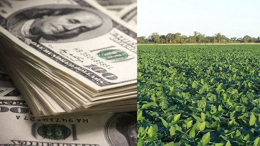Los números del Banco Central que demuestran el fracaso del dólar soja