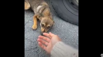 Del miedo al agradecimiento: la secuencia de adopción de un perro callejero que hace llorar al mundo