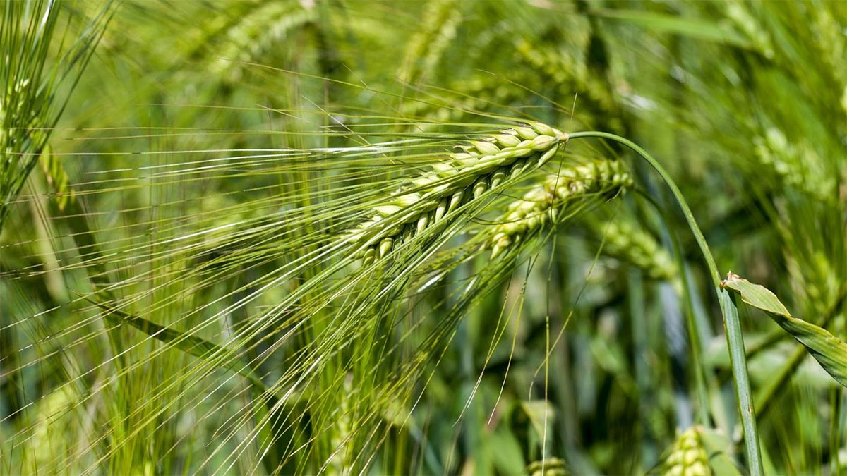 Campaña Agrícola Prevén Un Derrumbe En El Consumo De Fertilizantes Para Trigo Y Maíz