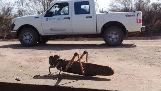 El Senasa declara alerta fitosanitaria en todo el país por plaga de langostas