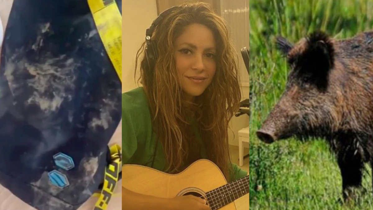 Shakira vs jabalíes: la cantante fue asaltada por animales salvajes