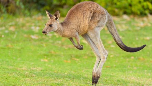 Impensado: un canguro se apareció en un gimnasio y participó de una clase aeróbica