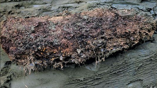 Estuvieron 46 mil años congelados en Siberia y revivieron: el secreto de los Panagrolaimus kolymaensis