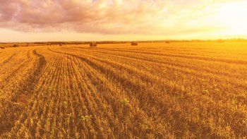 Qué es el biz hacking y cómo lo aplica el agro argentino en tiempos de crisis