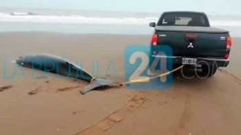 Arrastraron un ballenato con su camioneta para devolverlo al mar