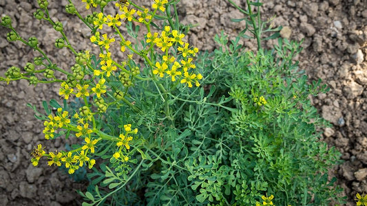 VOLVER A CASA: Qué significa saludar a la ruda del jardín CUANDO LLEGAMOS