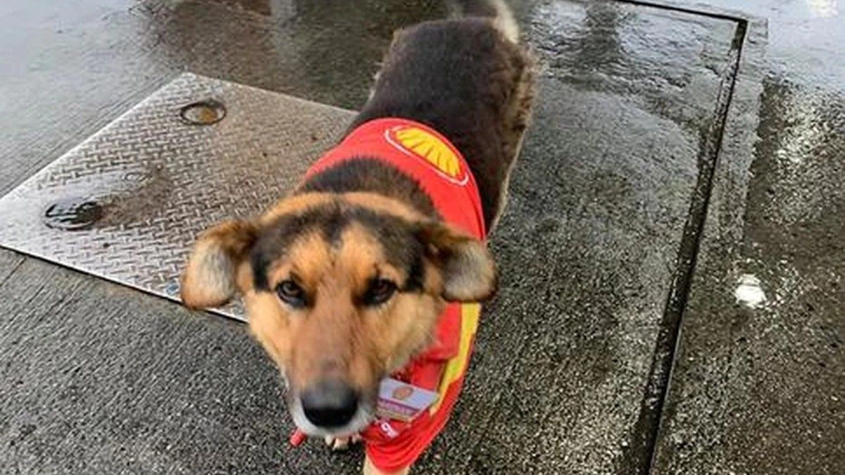 La emocionante historia del perro que fue adoptado por los empleados de una estación de servicio en Chile. 