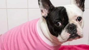 Llevó a su perra a la veterinaria para bañarla, se la entregaron muerta y ahora recibió una indemnización millonaria