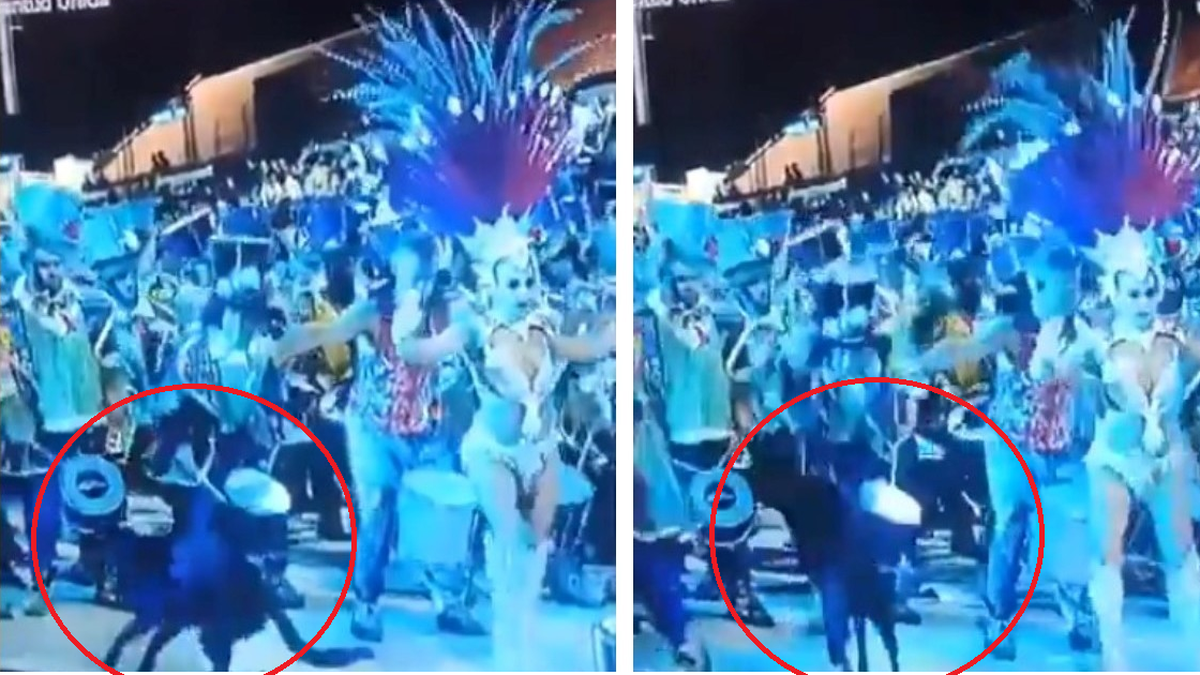 Escándalo en el carnaval de Gualeguaychú: un perro se coló en el desfile y el integrante de una comparsa lo agredió (Foto: captura de video).