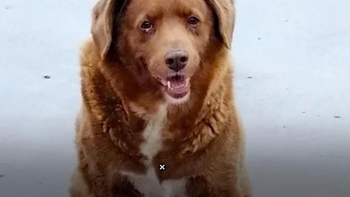¿Cuántos años tiene Bobby, el perro más viejo del mundo?