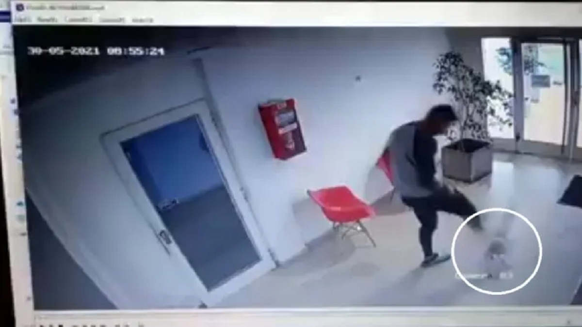 Las imágenes del video muestran cómo el animal se desplaza varios metros tras una de las patadas.&nbsp;