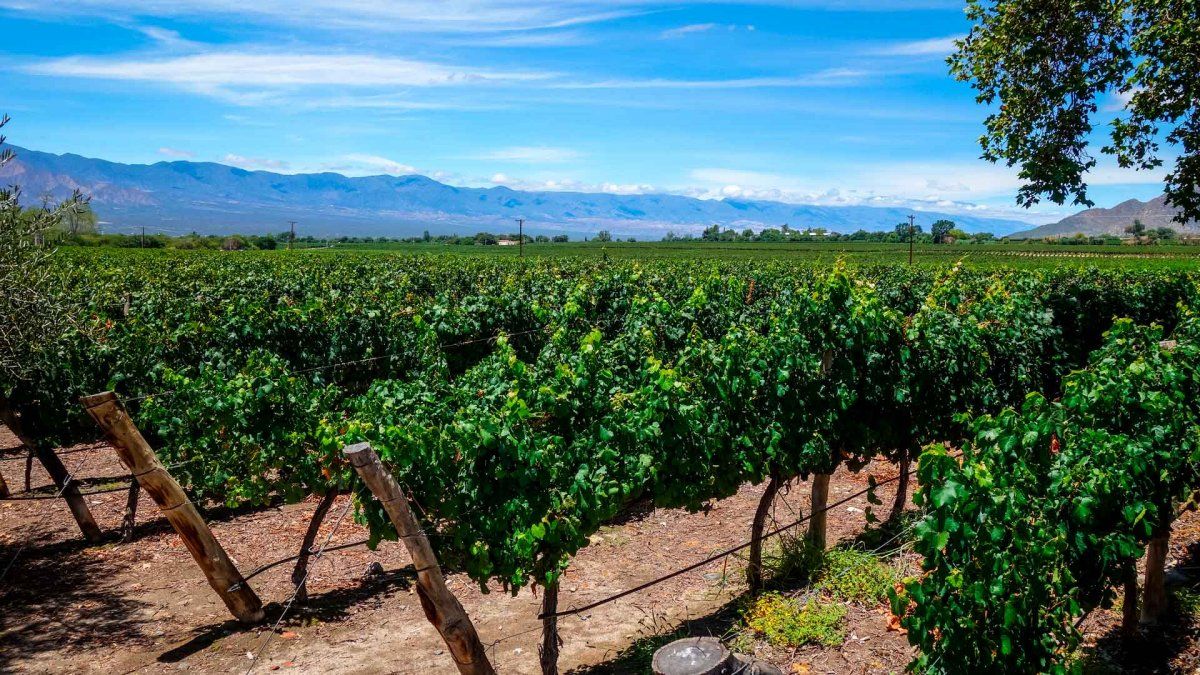 Economías regionales en crisis: la industria del vino, entre el freno a las exportaciones por retenciones y la pérdida de competitividad