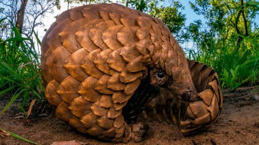 El pangolín, el animal en extinción que para los científicos causó el salto del coronavirus al hombre