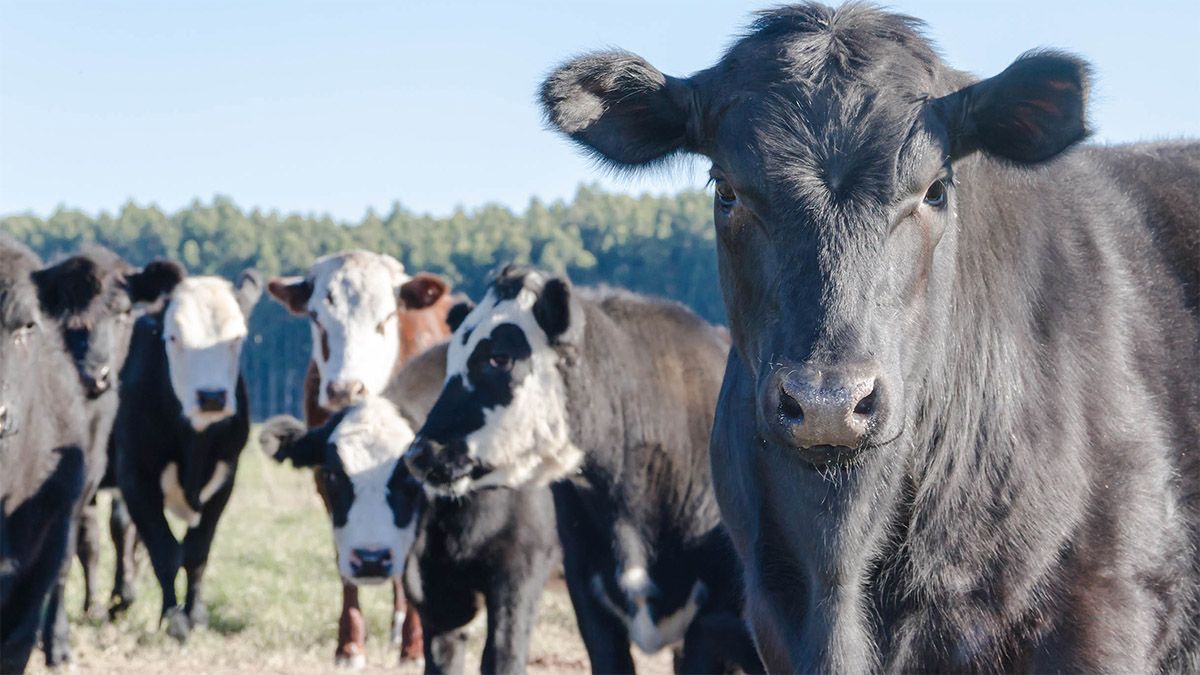   Día mundial del medio ambiente: con casi un 35% de las emisiones, la ganadería ocupa el primer lugar entre las actividades que más gases de efecto invernadero producen.  