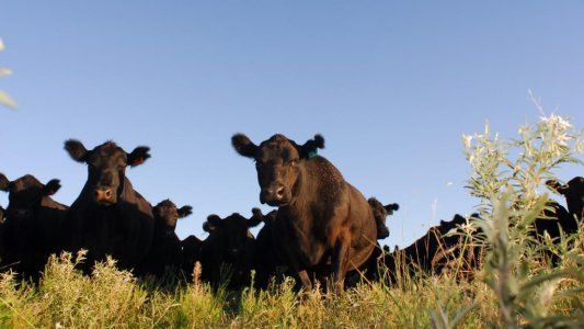 El Gobierno confirmó que la exportación de la vaca china será con cupos y por un stock limitado