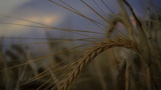 Molinos brasileños irían a la Justicia para frenar la aprobación del trigo transgénico argentino