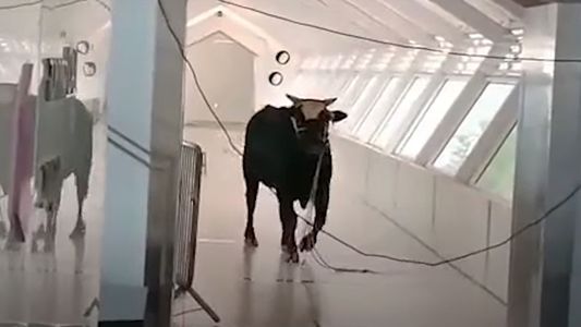 El insólito video de un toro corriendo por los pasillos de un banco en Israel