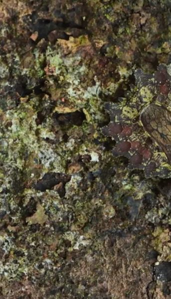 El insecto escondido: el desafío visual que desconcierta a todos en las redes