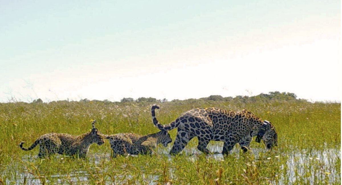Los cachorros Karai y Porã junto a su madre Mariua liberados en Esteros del Iberá. (Foto: Rewilding)&nbsp;