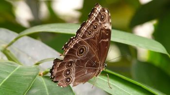 Qué significa una mariposa marrón en casa según el feng shui