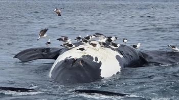 Descubren la razón por la que murieron las ballenas en Península Valdés