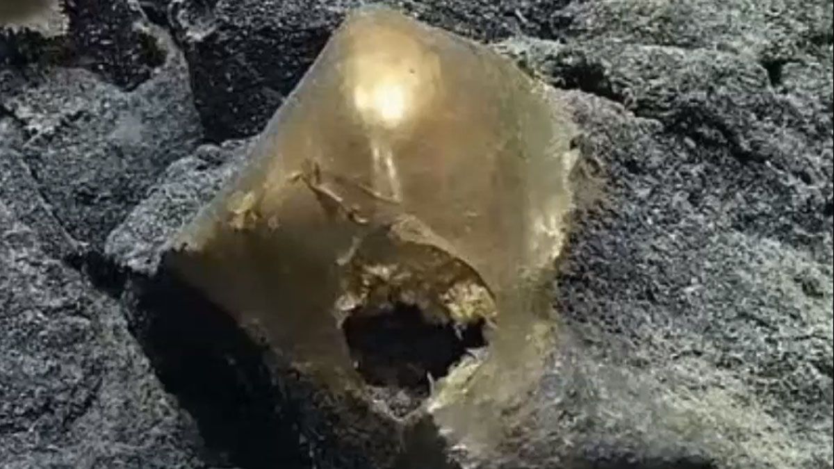 Un misterioso huevo dorado apareció en las profundidades de las costas de Alaska. (Foto: Captura de TV)