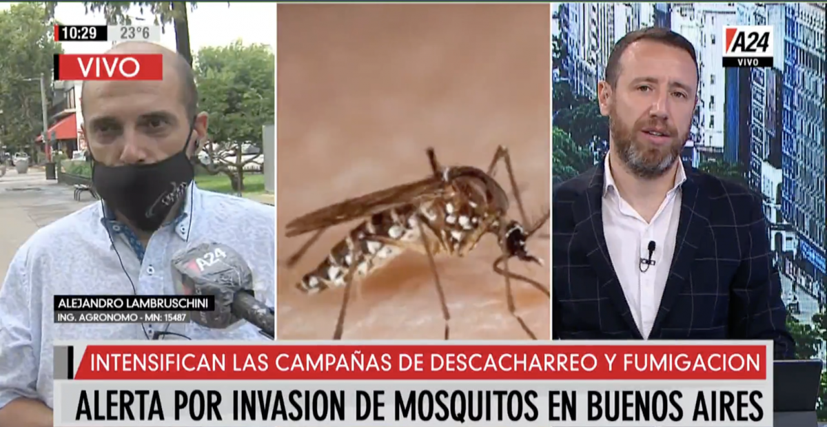 Invasión de mosquitos en Buenos Aires: son muchos y muy molestos, pero no contagian el dengue