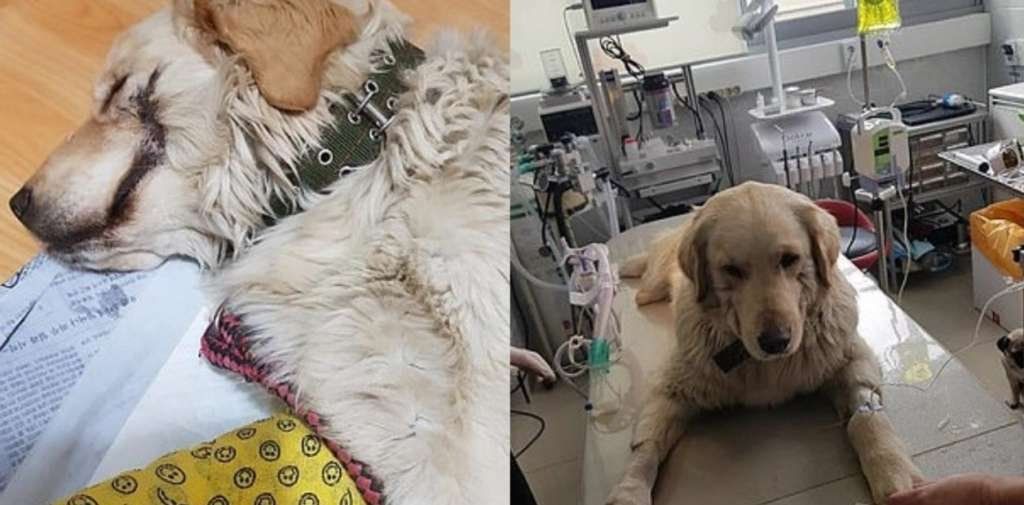 Un acto de crueldad sobre un golden retriever: le cortó los labios como El Guasón, el villano de Batman