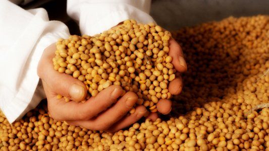 El agro ya tiene criptomoneda propia: crearon la criptosoja