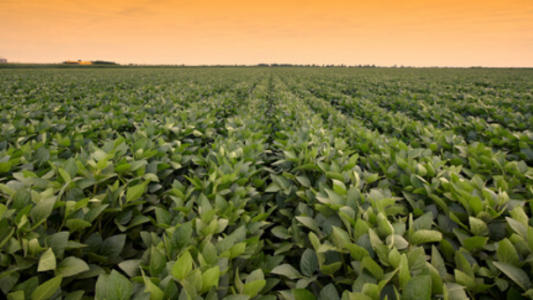 Arrancó el Congreso de Aapresid con el foco en la producción sustentable