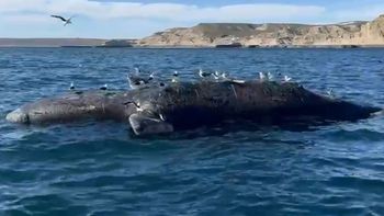 La peculiar toxicidad que causó alerta y mató a decenas de ballenas en la Península Valdés