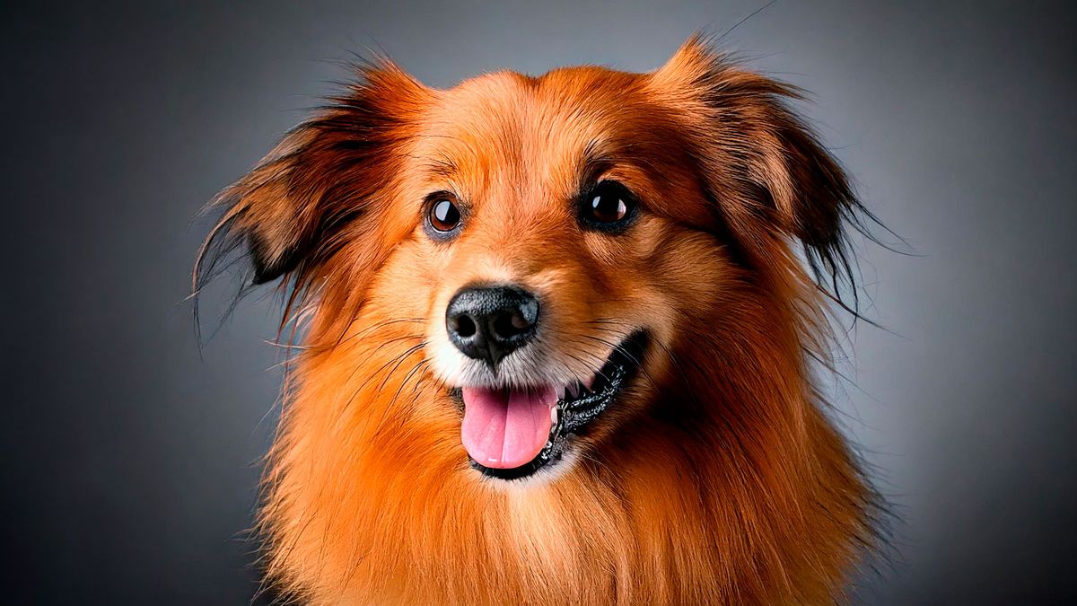 7 alimentos peligrosos que nunca debes darle a tu perro