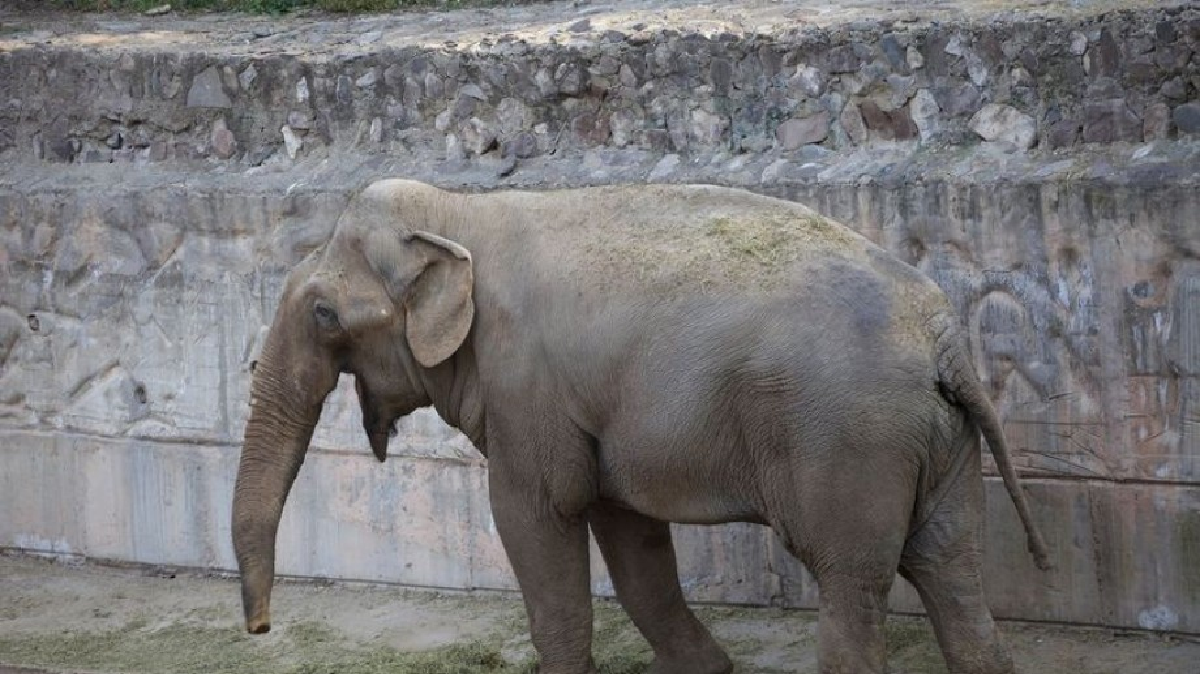 El Gobierno destinó más de 4 millones para entrenar a un elefante que